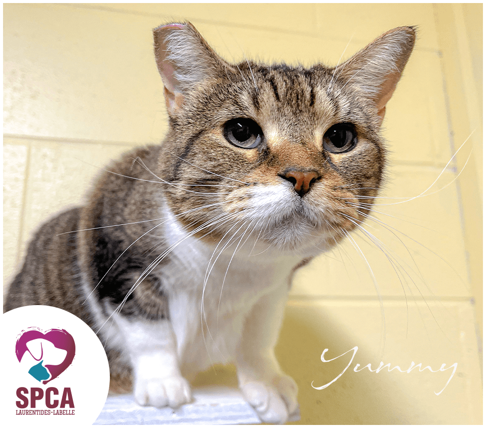 Yummy - Domestic Shorthair cat available for adoption at SPCA Laurentides-Labelle in Montreal
