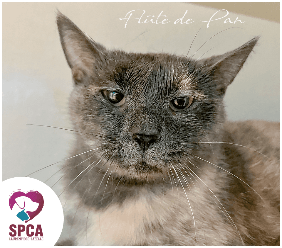 Flute - Domestic Shorthair cat available for adoption at SPCA Laurentides-Labelle in Montreal