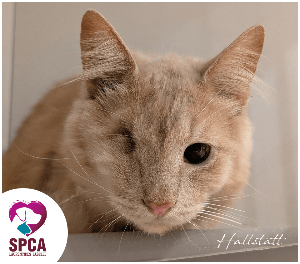 Hallstatt - Domestic Shorthair cat available for adoption at SPCA Laurentides-Labelle in Montreal