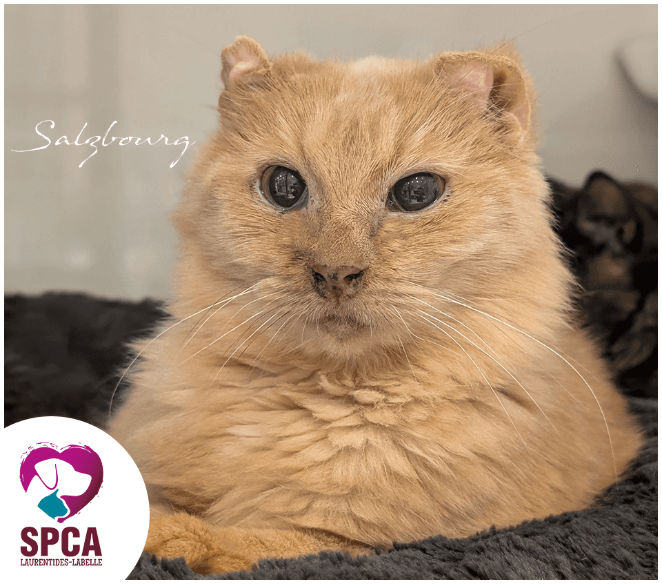 Salzbourg - Domestic Shorthair cat available for adoption at SPCA Laurentides-Labelle in Montreal