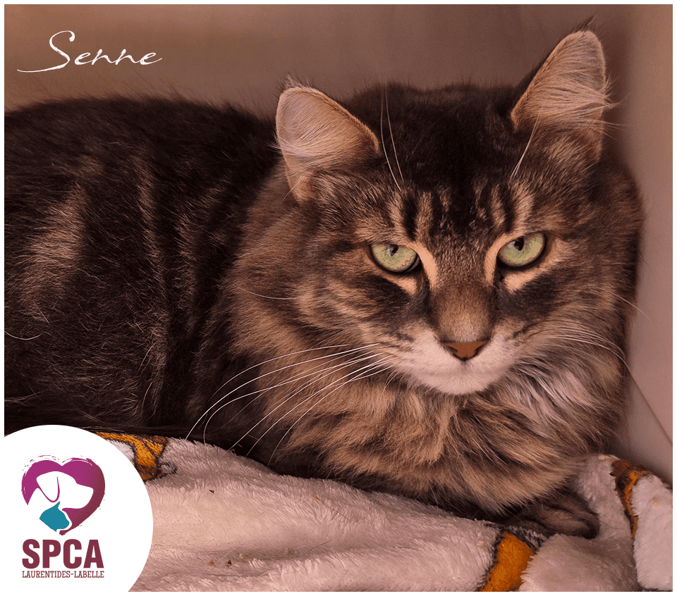 Senne - Domestic Shorthair cat available for adoption at SPCA Laurentides-Labelle in Montreal