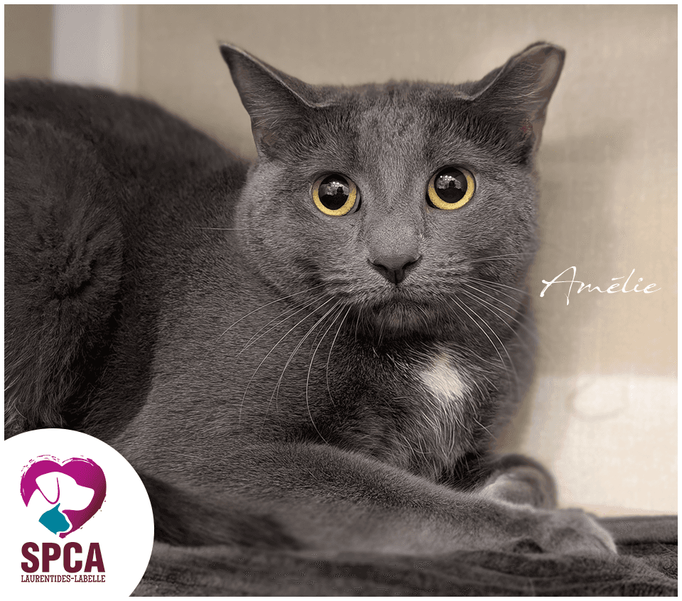 Amelie - Domestic Shorthair cat available for adoption at SPCA Laurentides-Labelle in Montreal