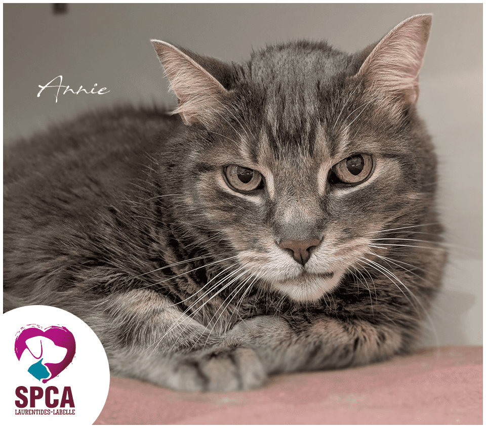 Annie - Domestic Shorthair cat available for adoption in Quebec
