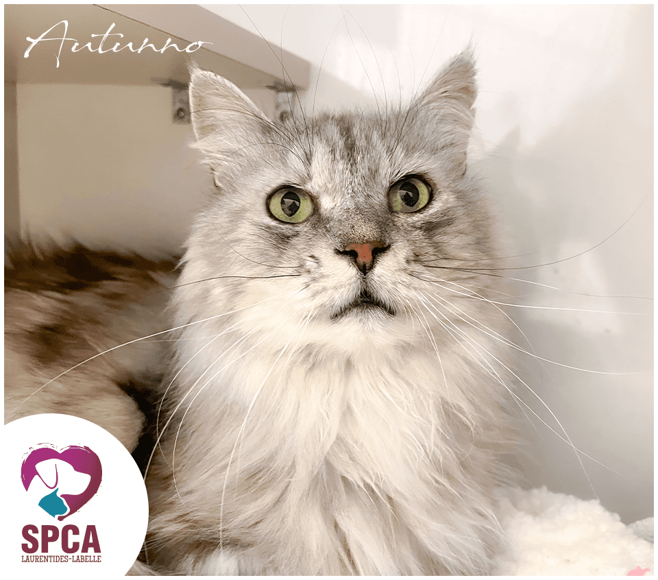 Autunno et j'ai 7 ans - Domestic Shorthair cat available for adoption at SPCA Laurentides-Labelle in Montreal