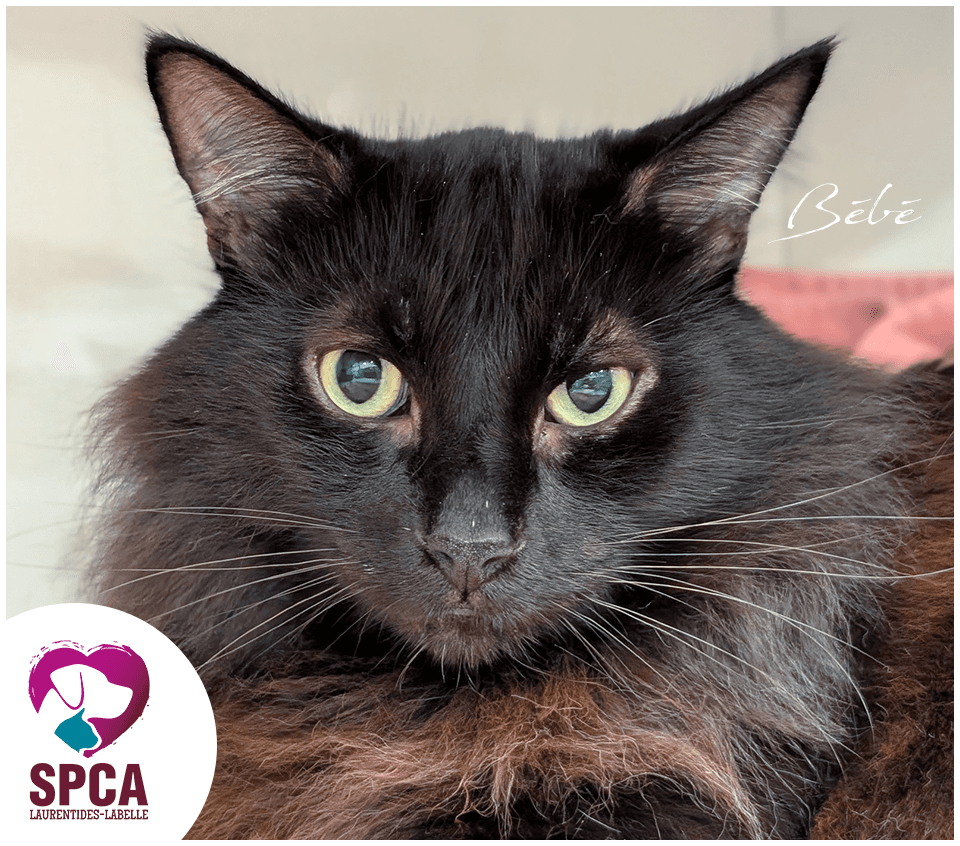 Bebe - Domestic Shorthair cat available for adoption at SPCA Laurentides-Labelle in Montreal