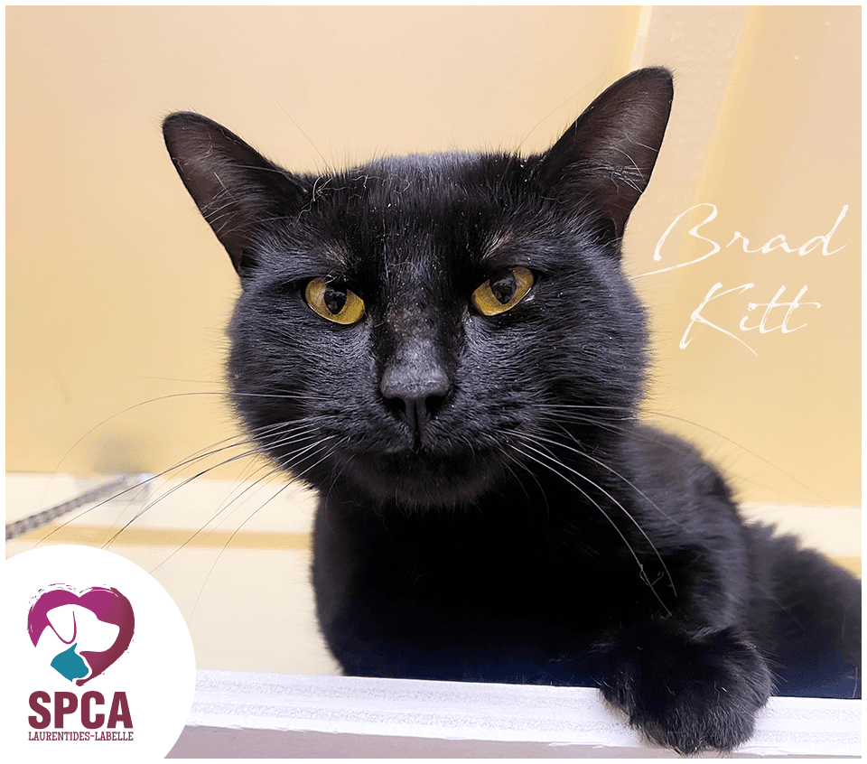 Bradkitt - Domestic Shorthair cat available for adoption at SPCA Laurentides-Labelle in Montreal