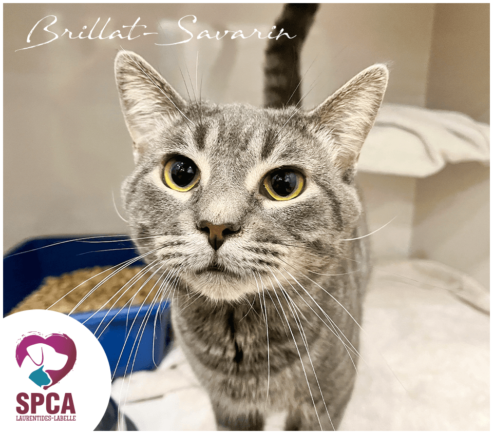 Brillat Savarin - Domestic Shorthair cat available for adoption at SPCA Laurentides-Labelle in Montreal