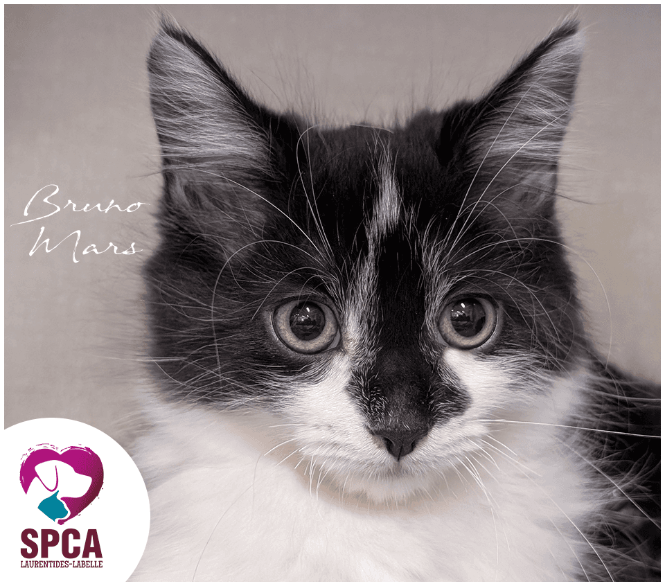Bruno Mars - Domestic Shorthair available for adoption