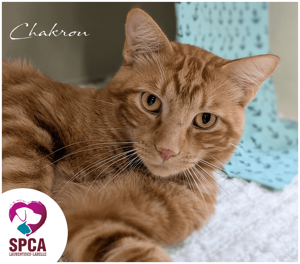 Chakrou - Domestic Shorthair cat available for adoption at SPCA Laurentides-Labelle in Montreal