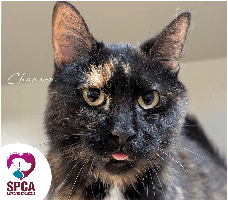 Chanson - Domestic Shorthair cat available for adoption at SPCA Laurentides-Labelle in Montreal