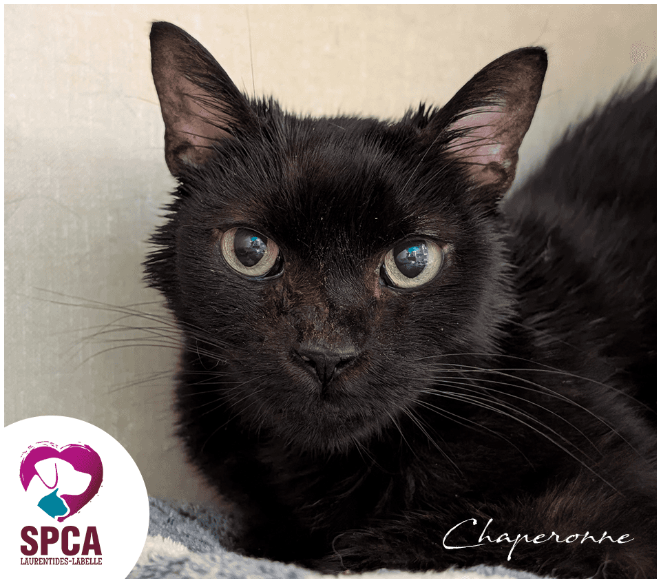 Chaperonne - Domestic Shorthair available for adoption
