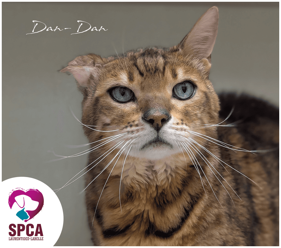 Dandan - Bengal cat available for adoption in Quebec