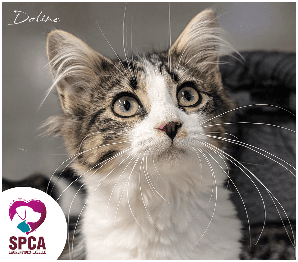 Doline - Domestic Shorthair available for adoption