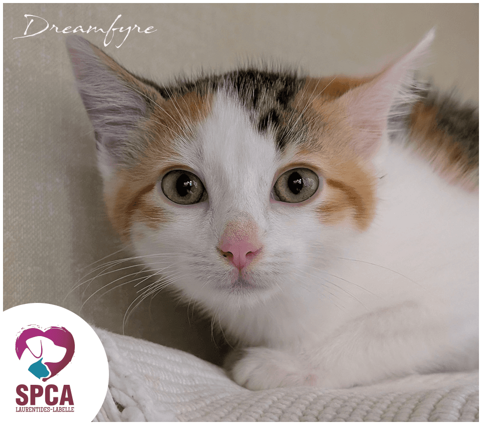 Dreamfyre - Domestic Shorthair cat available for adoption at SPCA Laurentides-Labelle in Montreal