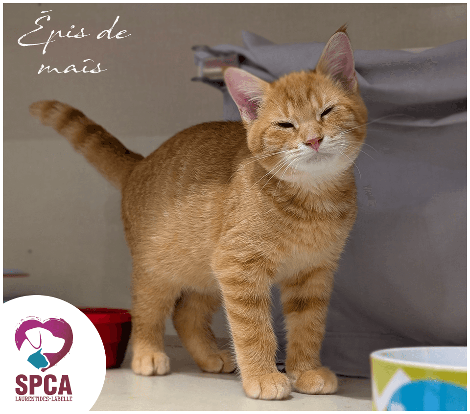 Epimais - Domestic Shorthair cat available for adoption in Quebec