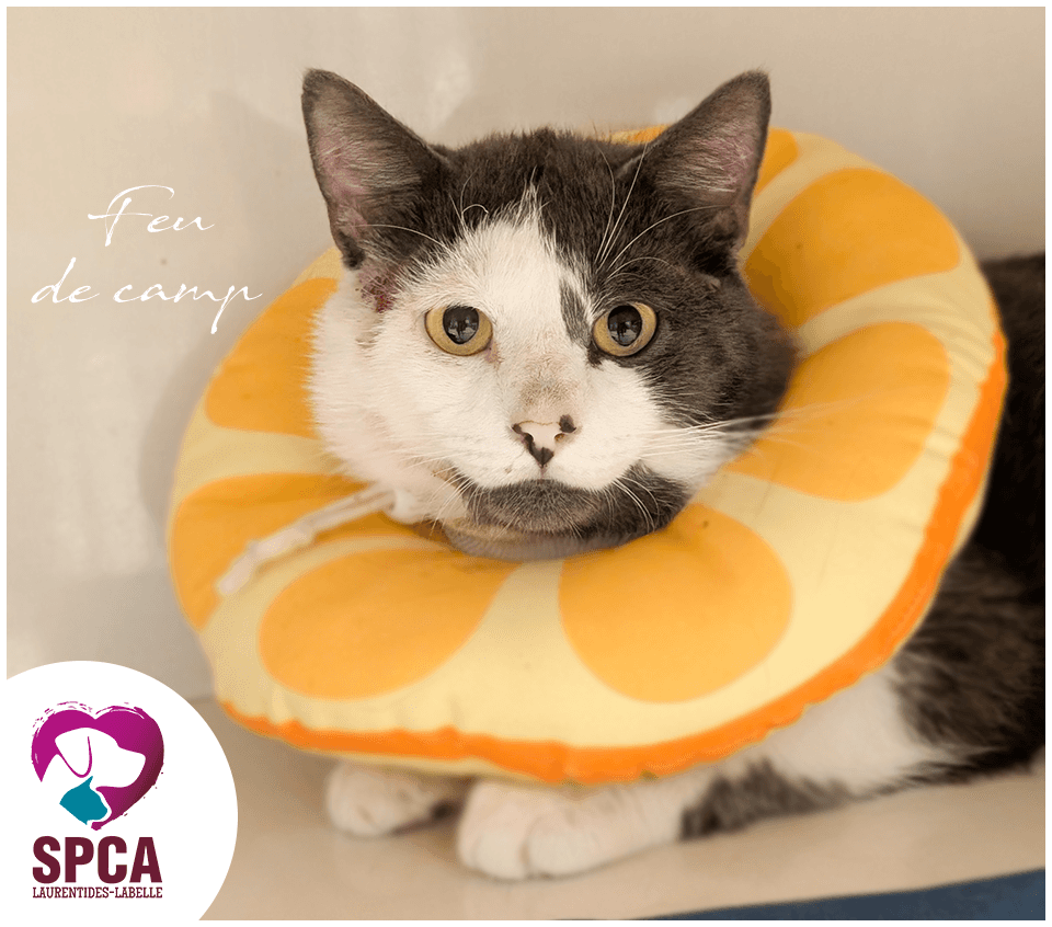 Feudecamps - Domestic Shorthair cat available for adoption at SPCA Laurentides-Labelle in Montreal