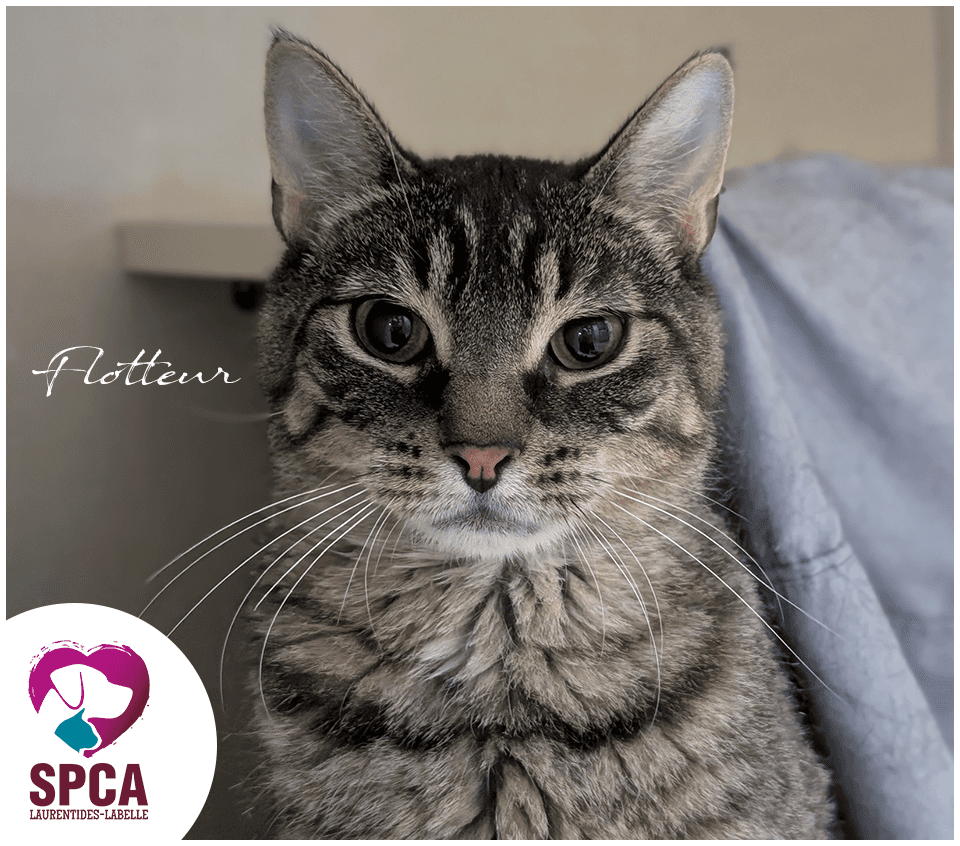 Flotteur - Domestic Shorthair cat available for adoption at SPCA Laurentides-Labelle in Montreal