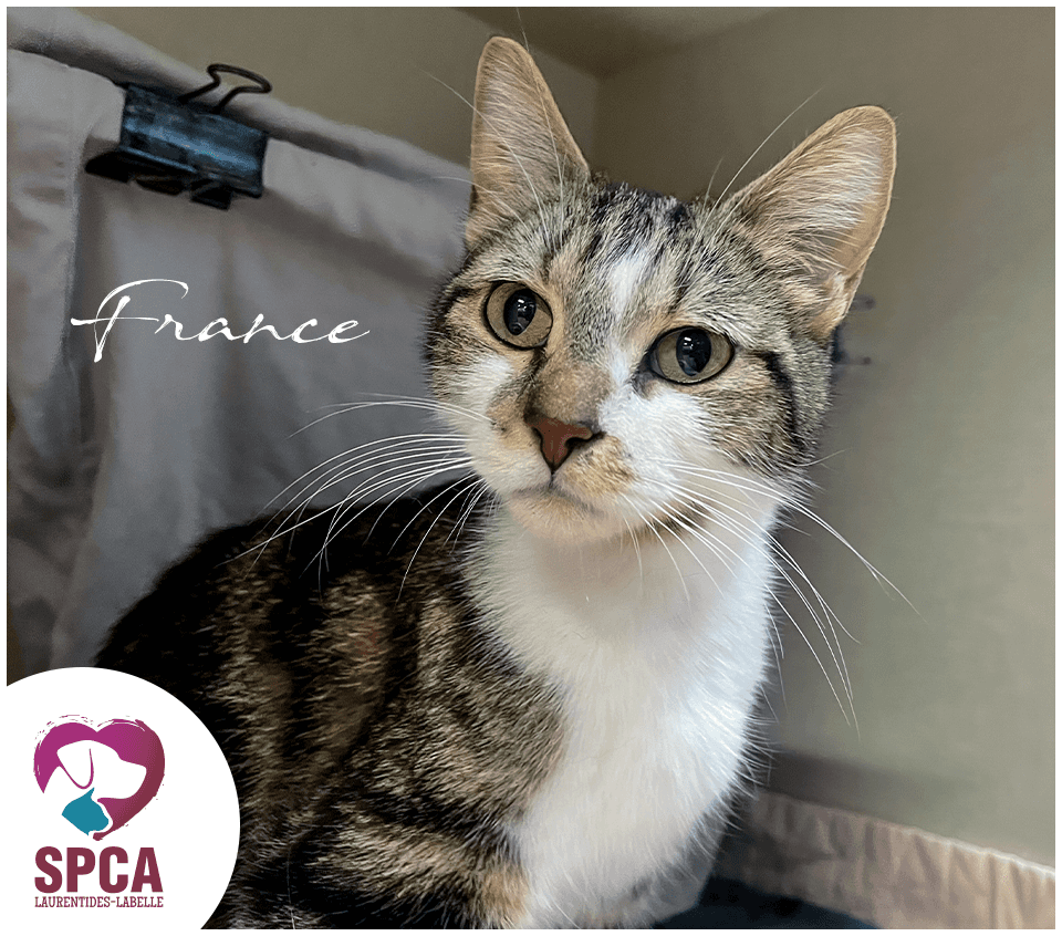 France - Domestic Shorthair cat available for adoption at SPCA Laurentides-Labelle in Montreal