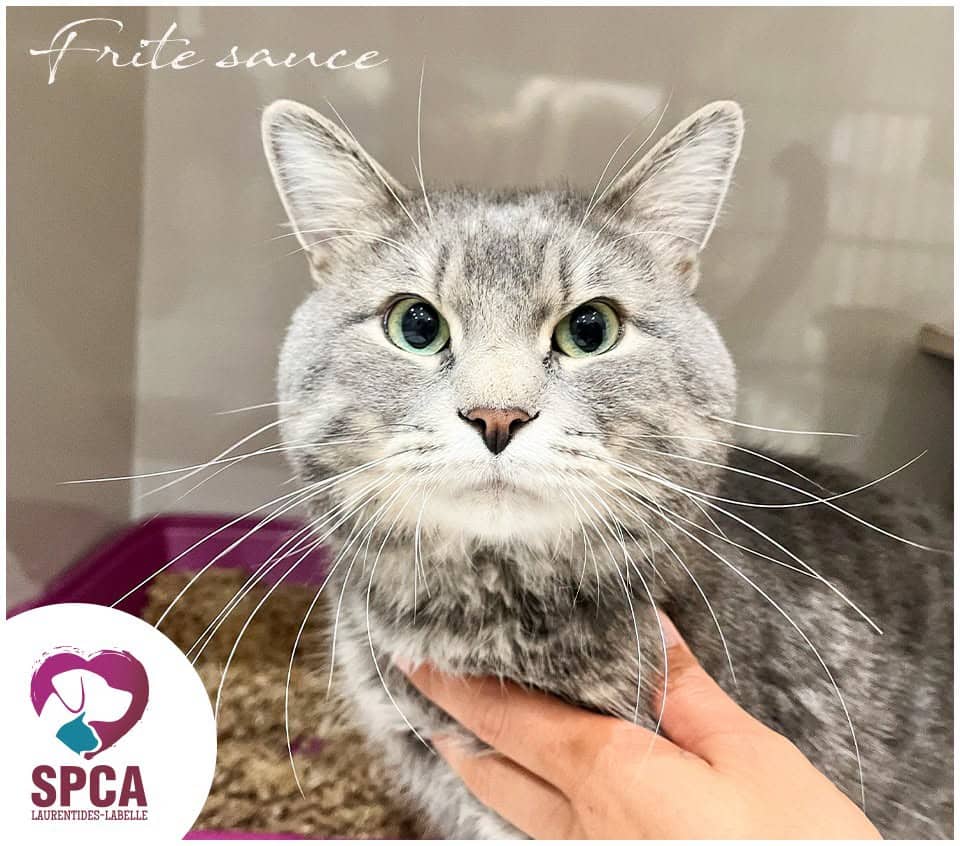 Frite Sauce - Domestic Shorthair cat available for adoption at SPCA Laurentides-Labelle in Montreal