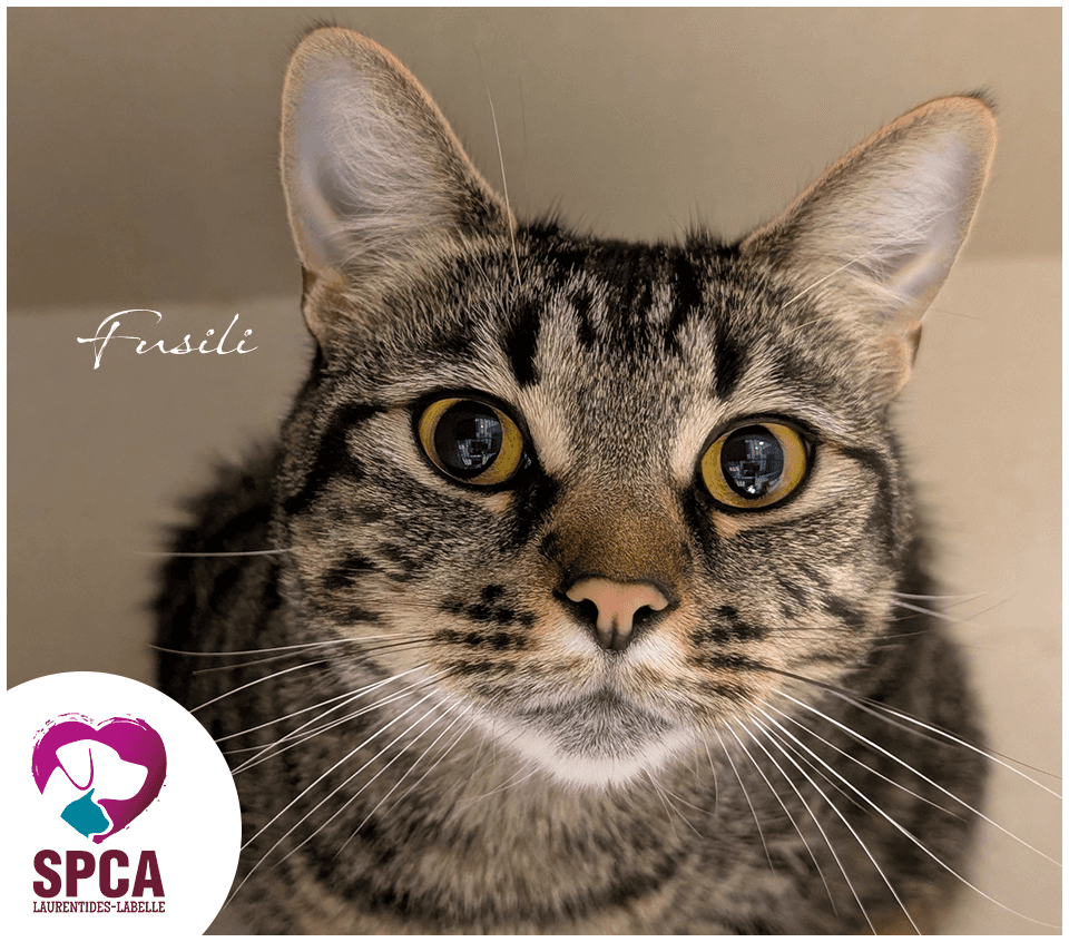 Fusili - Domestic Shorthair cat available for adoption at SPCA Laurentides-Labelle in Montreal