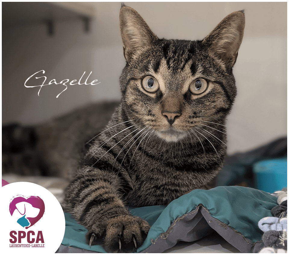 V Millette - Domestic Shorthair cat available for adoption at SPCA Laurentides-Labelle in Montreal