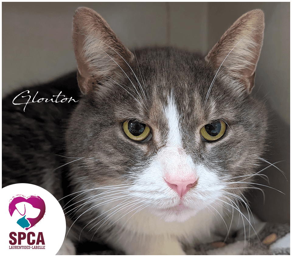 Glouton - Domestic Shorthair cat available for adoption at SPCA Laurentides-Labelle in Montreal