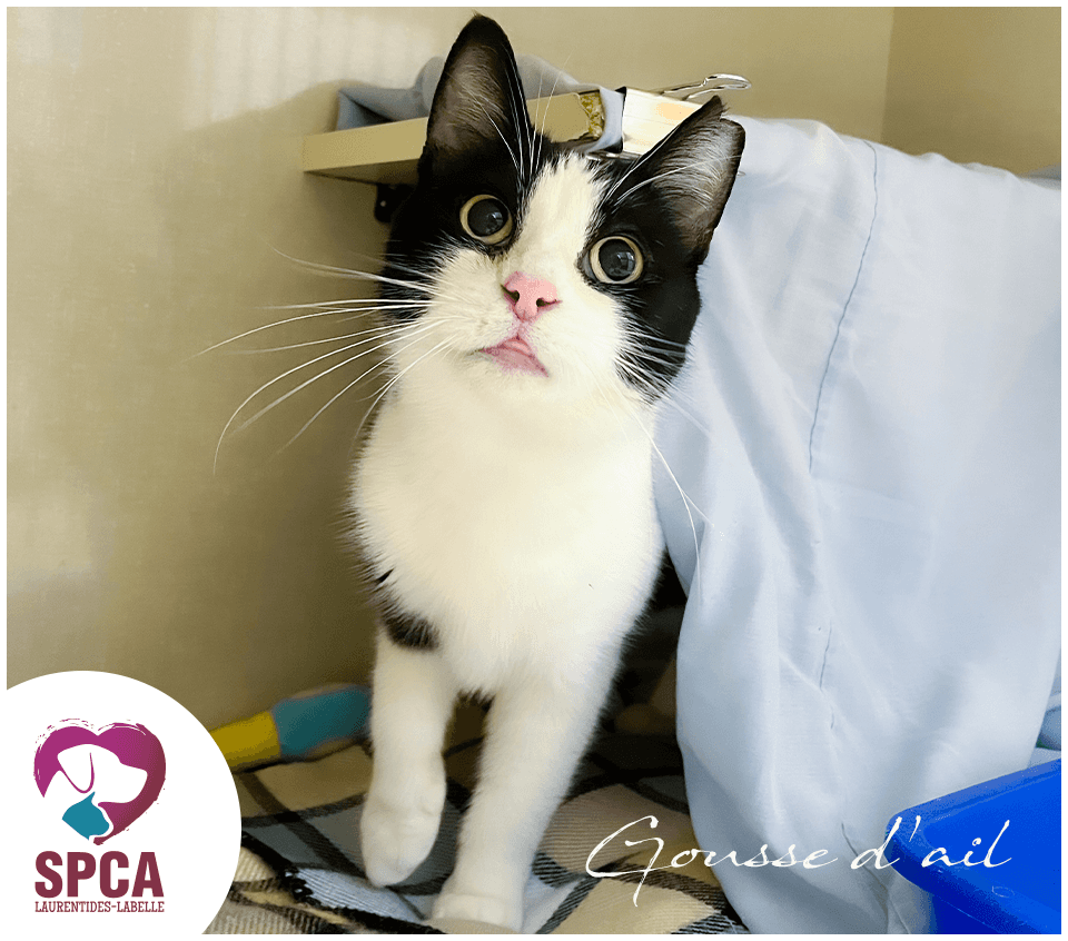 Gousse Dail - Domestic Shorthair cat available for adoption at SPCA Laurentides-Labelle in Montreal