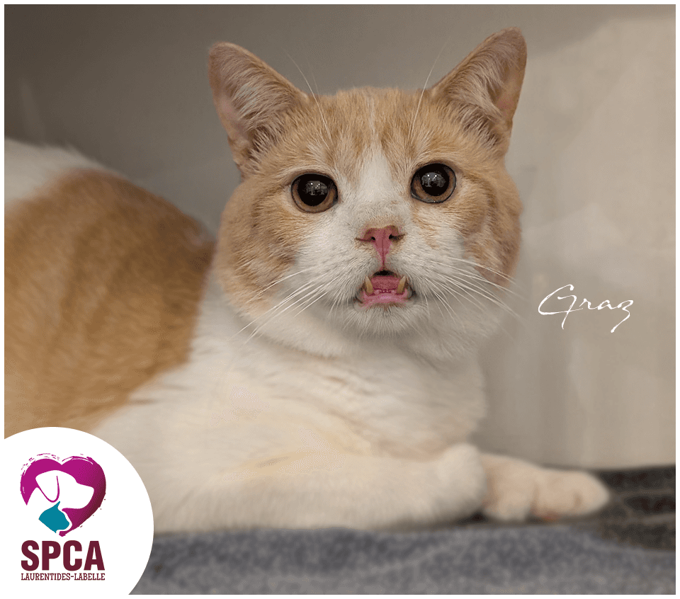 Graz - Domestic Shorthair cat available for adoption at SPCA Laurentides-Labelle in Montreal