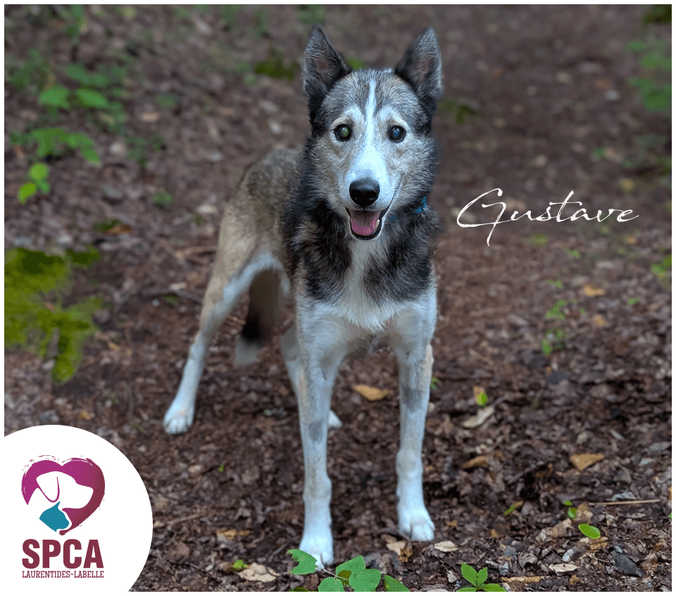 Gustave - Husky Mix available for adoption in Quebec