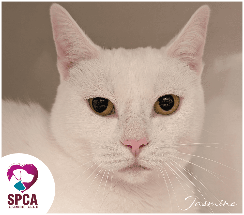 Jasmine - Domestic Shorthair cat available for adoption at SPCA Laurentides-Labelle in Montreal