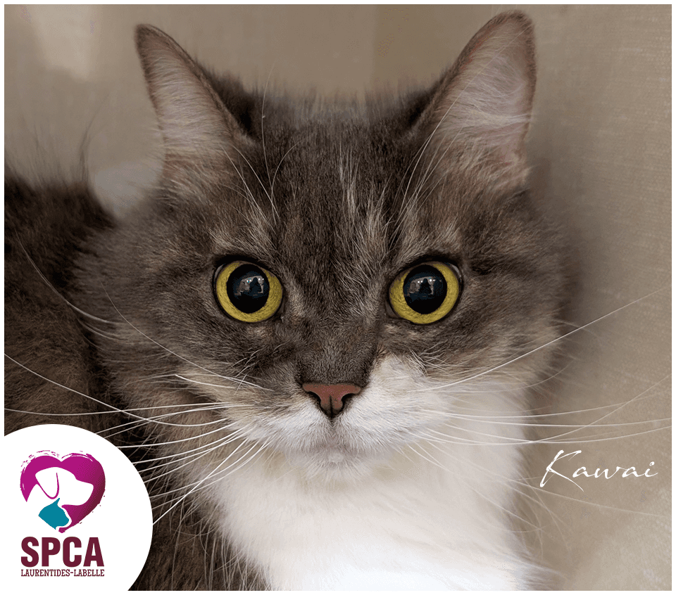 Kawai - Domestic Shorthair cat available for adoption at SPCA Laurentides-Labelle in Montreal