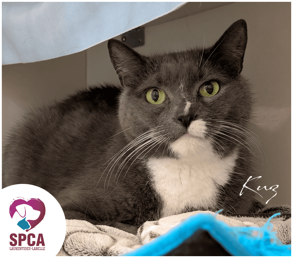 Kuz - Domestic Shorthair cat available for adoption at SPCA Laurentides-Labelle in Montreal