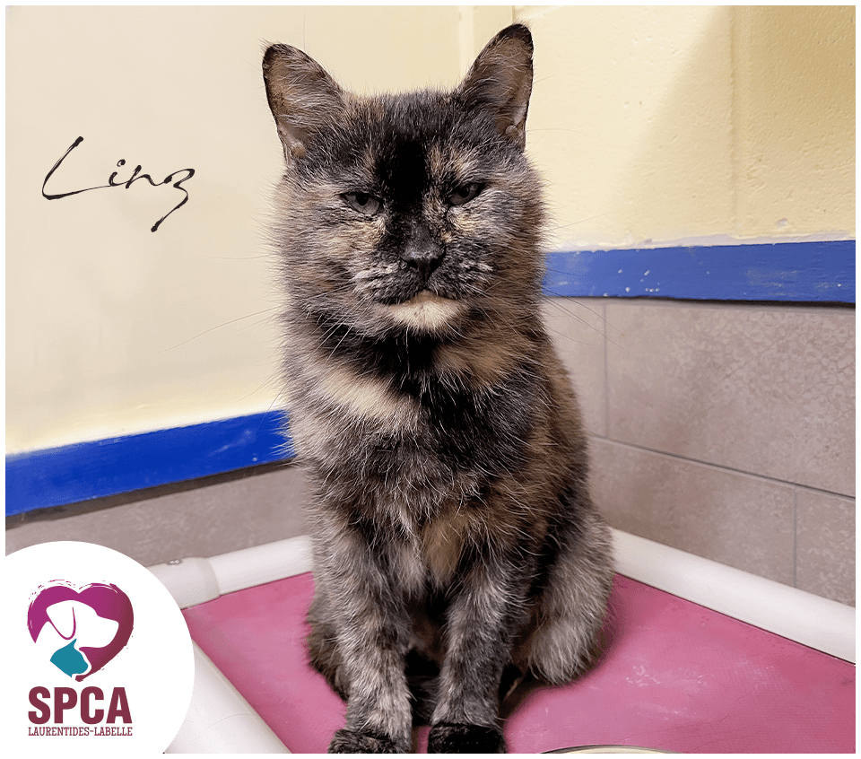 Linz - Domestic Shorthair cat available for adoption at SPCA Laurentides-Labelle in Montreal