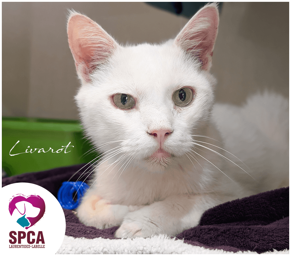 Livarot - Domestic Shorthair cat available for adoption at SPCA Laurentides-Labelle in Montreal