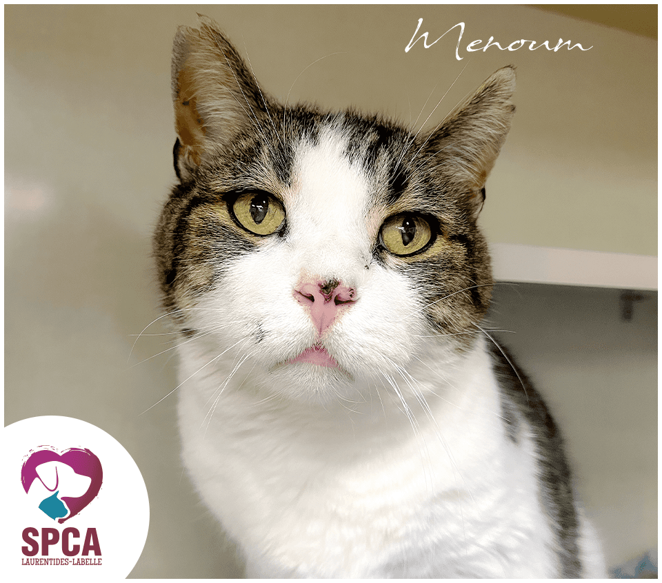 Menoum - Domestic Shorthair cat available for adoption at SPCA Laurentides-Labelle in Montreal