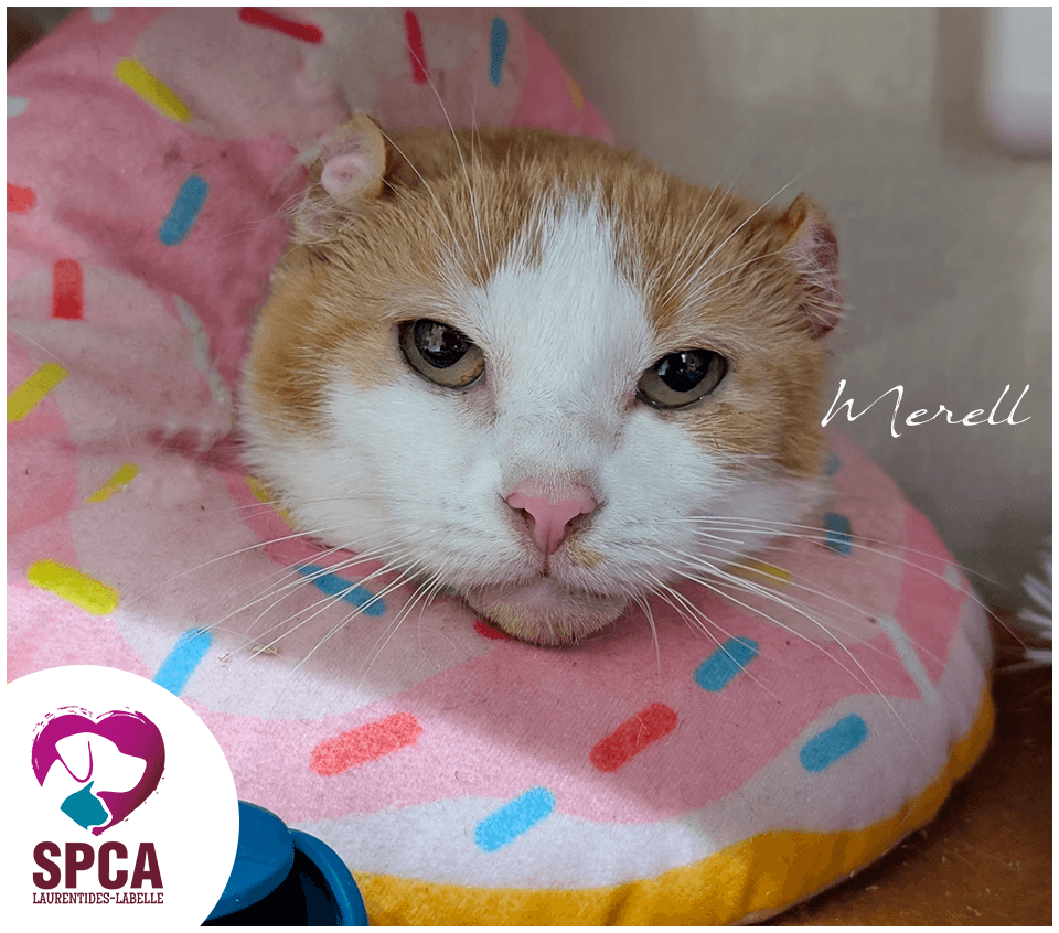 Merell - Domestic Shorthair cat available for adoption at SPCA Laurentides-Labelle in Montreal
