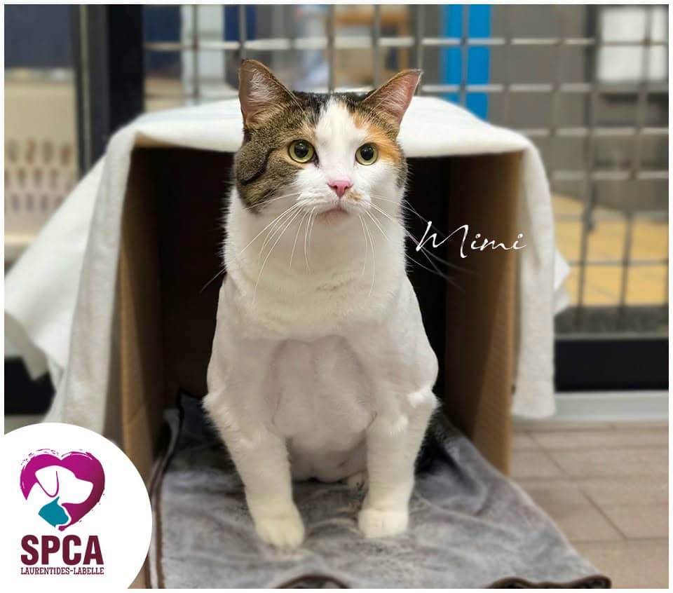 Mimi - Domestic Shorthair cat available for adoption at SPCA Laurentides-Labelle in Montreal