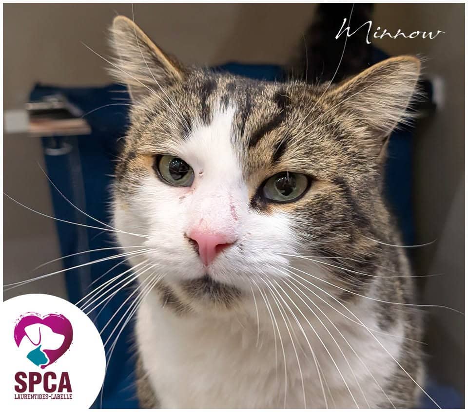 Minnow - Domestic Shorthair cat available for adoption at SPCA Laurentides-Labelle in Montreal