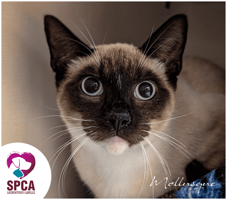 Mollusque - Domestic Shorthair cat available for adoption at SPCA Laurentides-Labelle in Montreal
