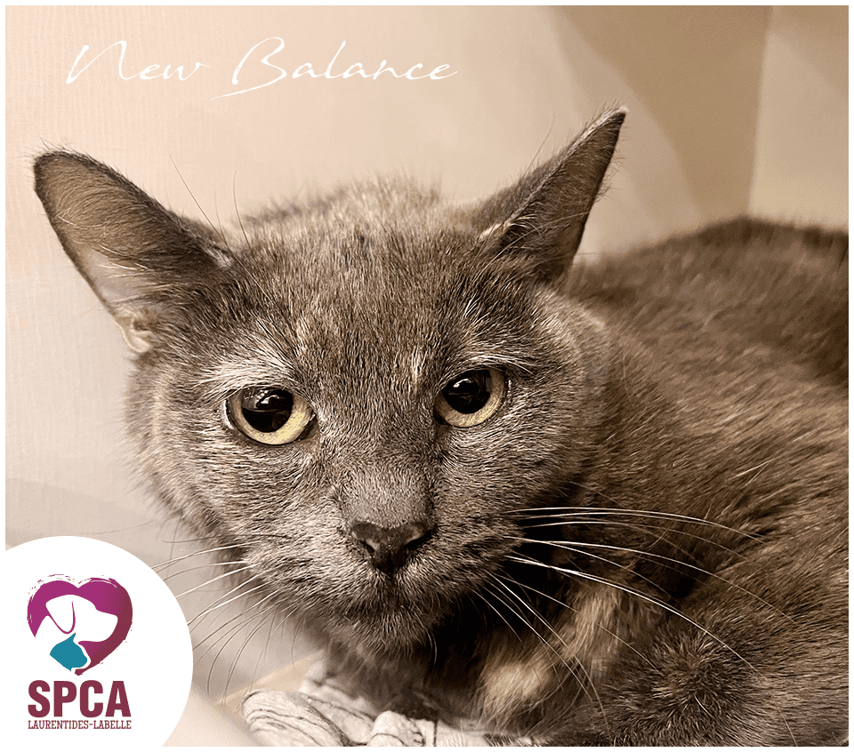 New Balance - Domestic Shorthair cat available for adoption at SPCA Laurentides-Labelle in Montreal