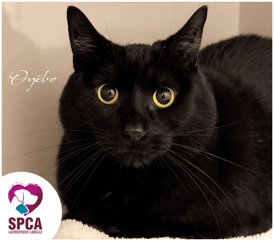 Oyebo - Domestic Shorthair cat available for adoption at SPCA Laurentides-Labelle in Montreal