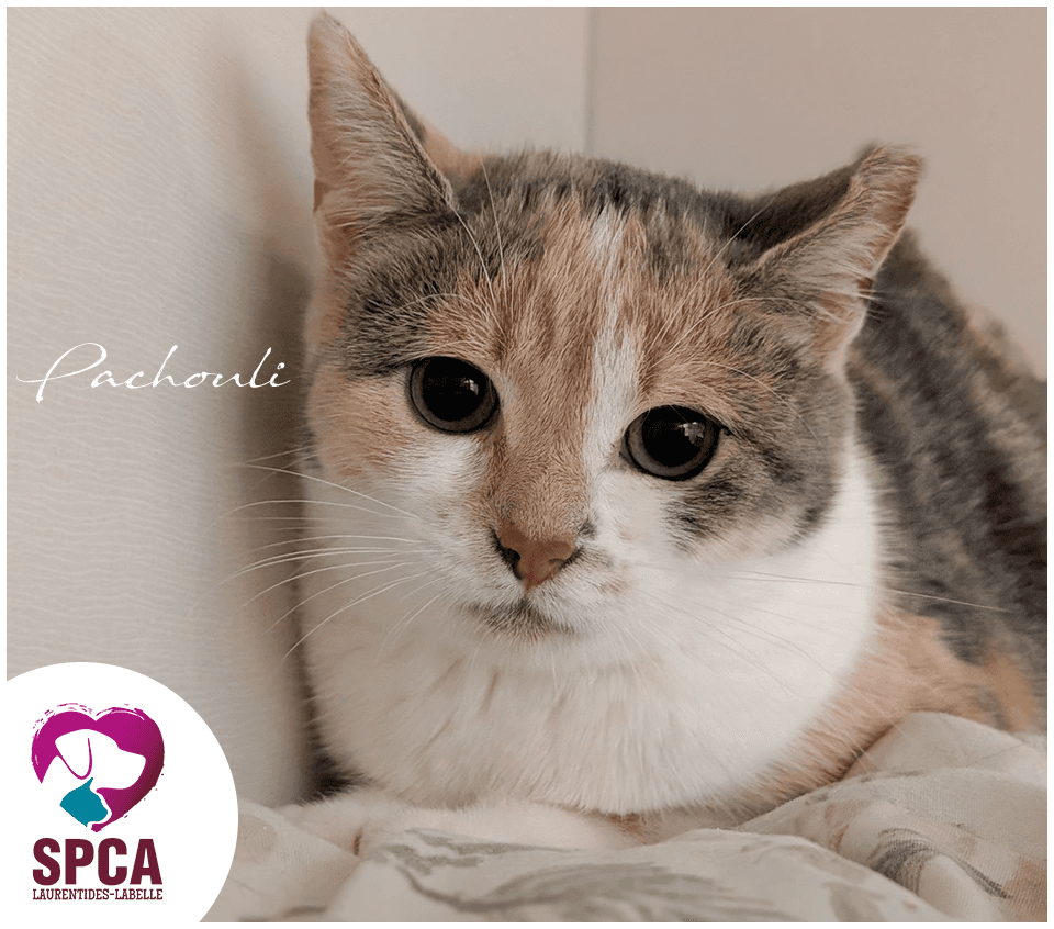 Pachouli - Domestic Shorthair cat available for adoption at SPCA Laurentides-Labelle in Montreal