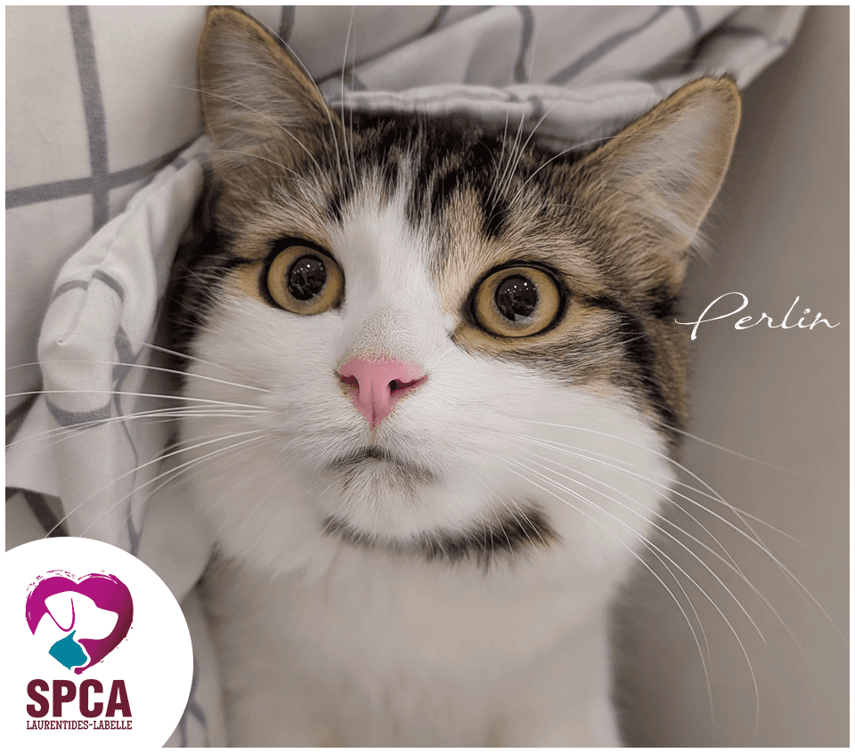 Perlin - Domestic Shorthair cat available for adoption at SPCA Laurentides-Labelle in Montreal