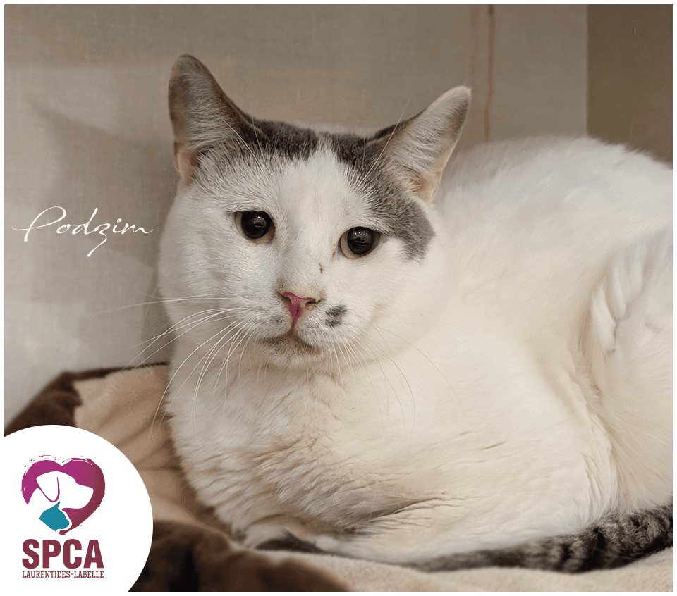 Podzim - Domestic Shorthair cat available for adoption at SPCA Laurentides-Labelle in Montreal