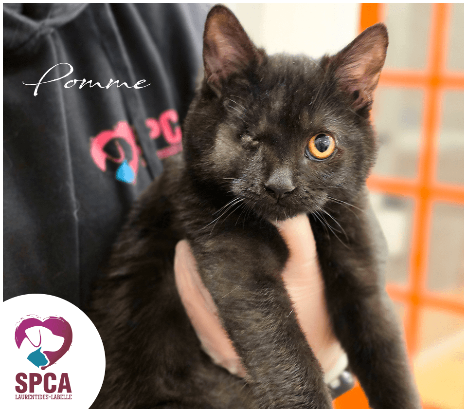 Pomme - Domestic Shorthair cat available for adoption at SPCA Laurentides-Labelle in Montreal