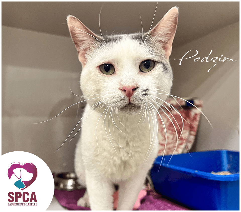 Poodzim - Domestic Shorthair cat available for adoption at SPCA Laurentides-Labelle in Montreal