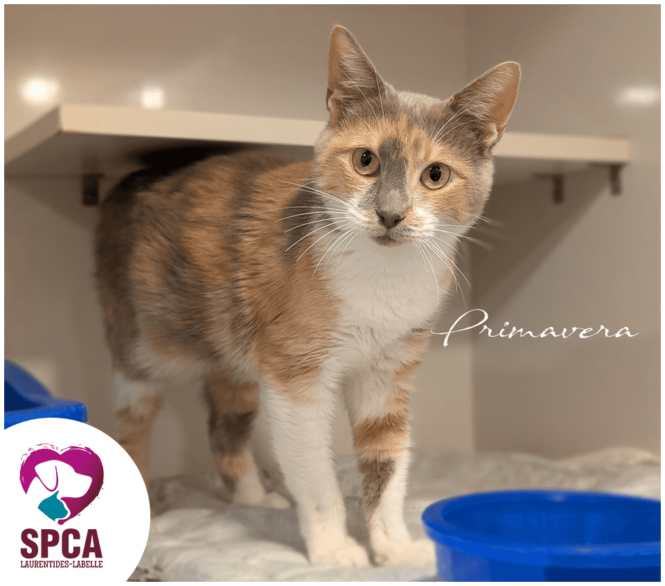 Primavera - Domestic Shorthair cat available for adoption at SPCA Laurentides-Labelle in Montreal