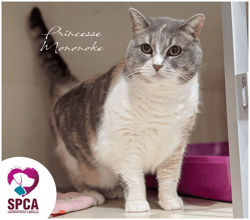 Princessemononoke - Domestic Shorthair cat available for adoption at SPCA Laurentides-Labelle in Montreal