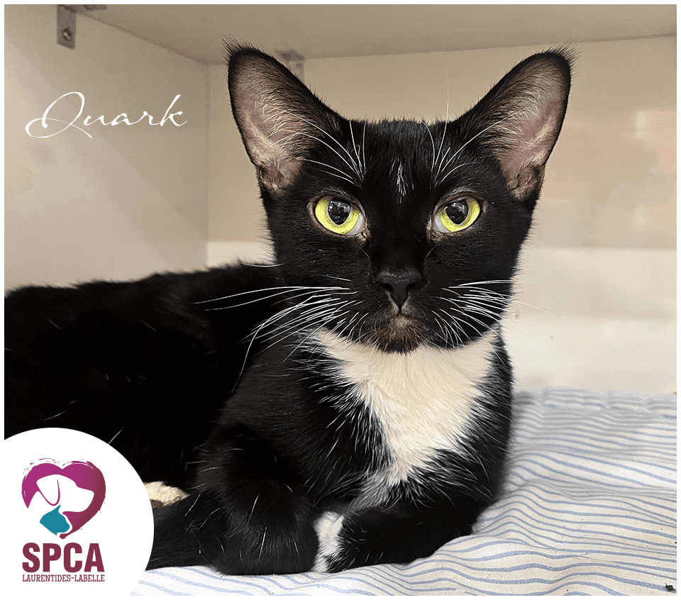 Quark - Domestic Shorthair cat available for adoption at SPCA Laurentides-Labelle in Montreal