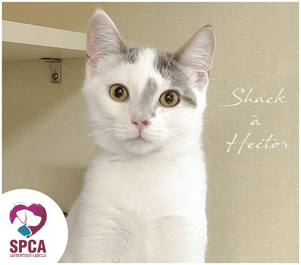 Shack A Hector - Domestic Shorthair cat available for adoption at SPCA Laurentides-Labelle in Montreal